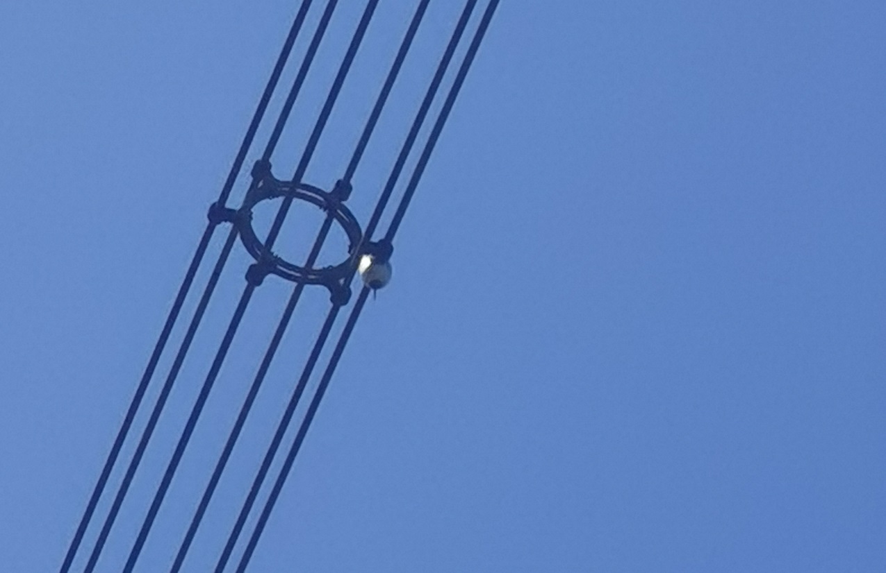 特力康弧垂監測裝置